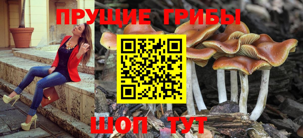 Псилоцибиновые грибы Psilocybe Урус-Мартан